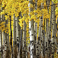 Among the aspens