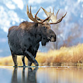 Evening moose