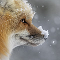 Snowy nose
