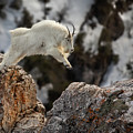 Super Goat