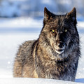 Yellow eyes